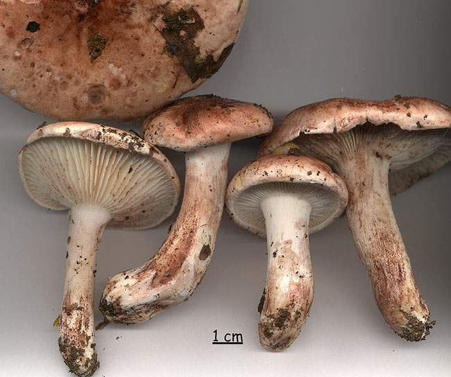 Hygrophorus russula